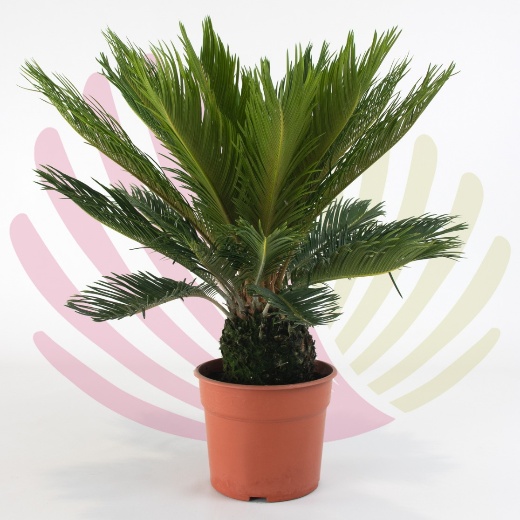 Cyca Revoluta - P076010V0000T01010